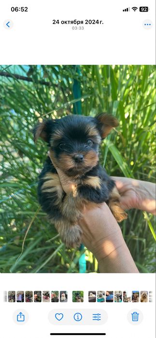 Продажа щенков йорков .