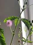 Mimoza wstydliwa sadzonka 60 cm