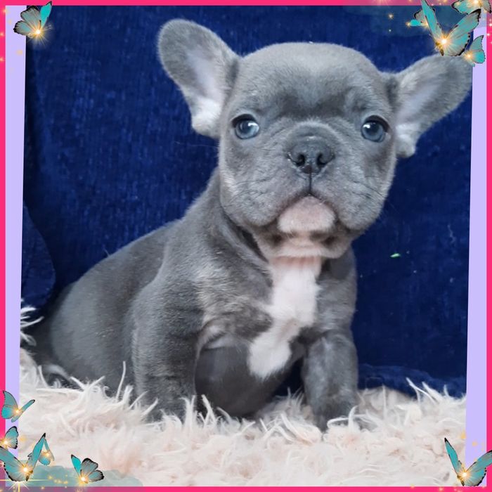 Грайливе хлоп'ятко