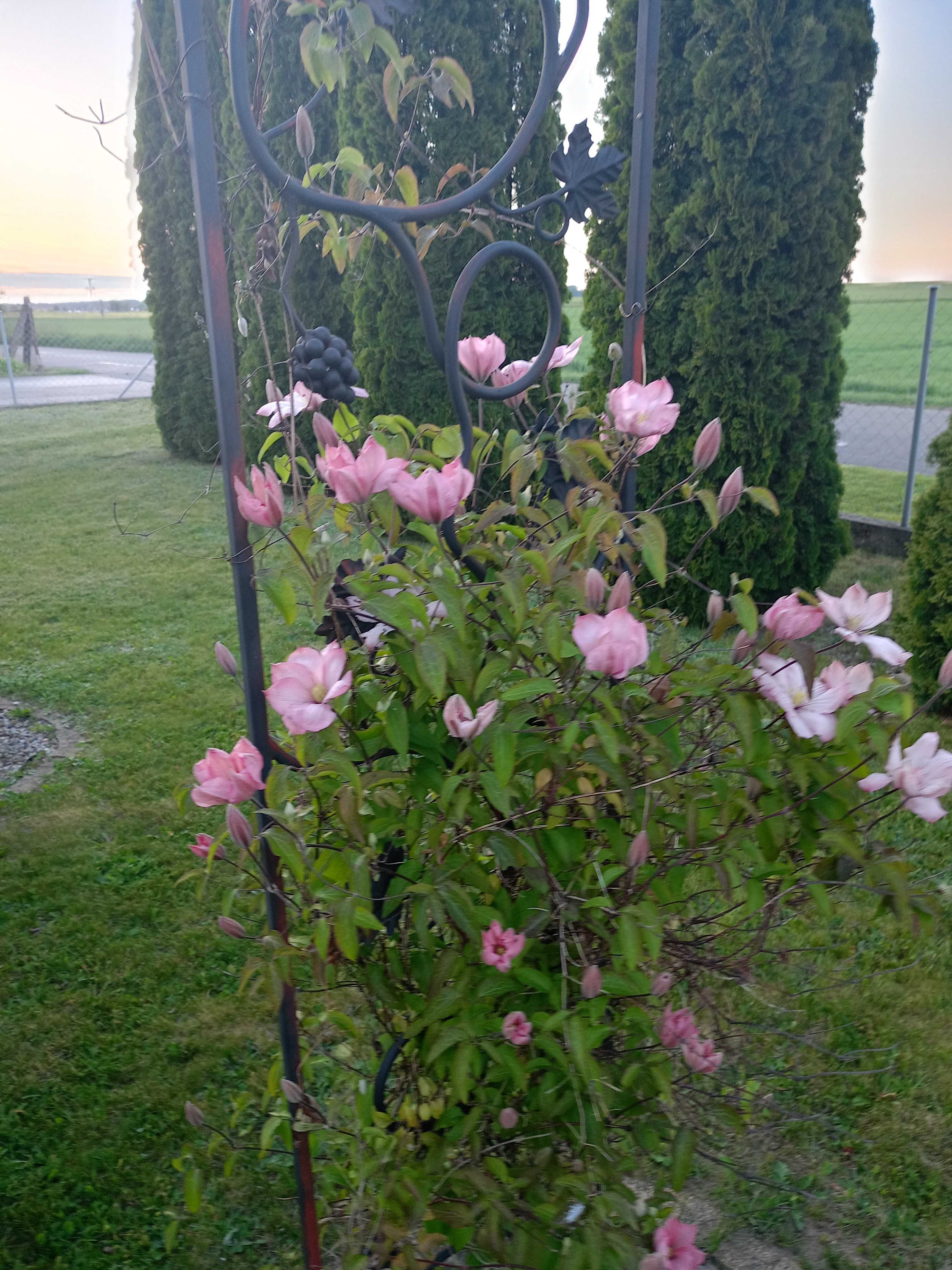 Pergola metalowa kuta do kwiatów
