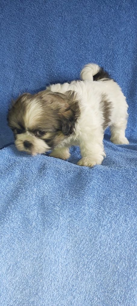 Shih-tzu de uma excelente genética