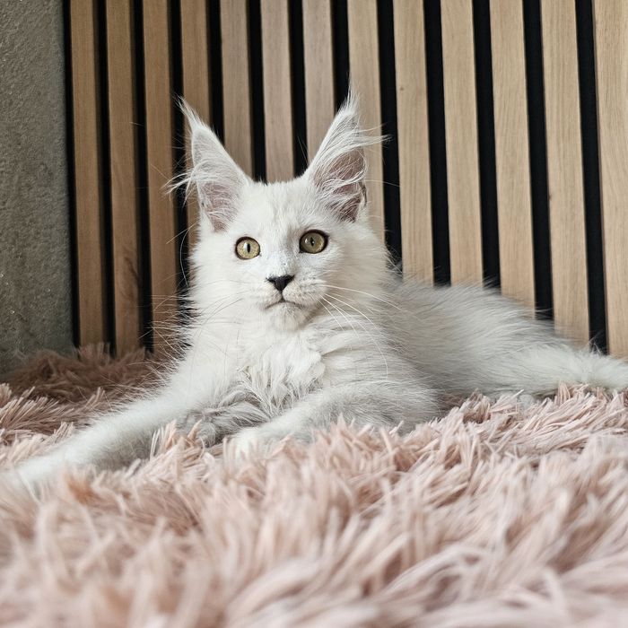 Kocurek Maine coon rodowód fpl hodowlany do hodowli