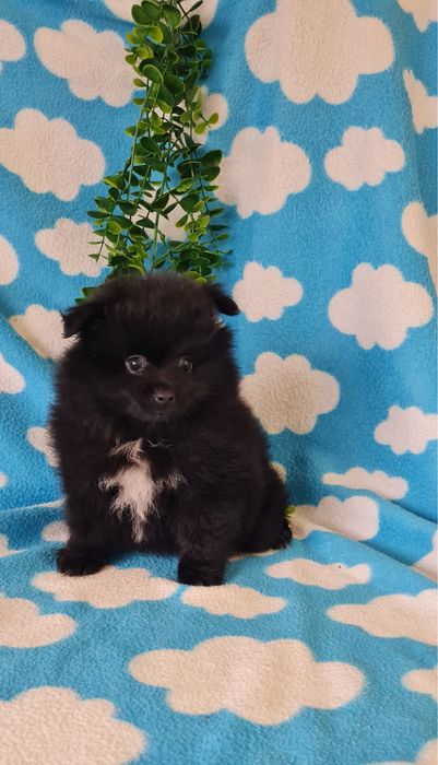 Estupenda mini Lulu da Pomerânia / Spitz Alemão Anão de Qualidade