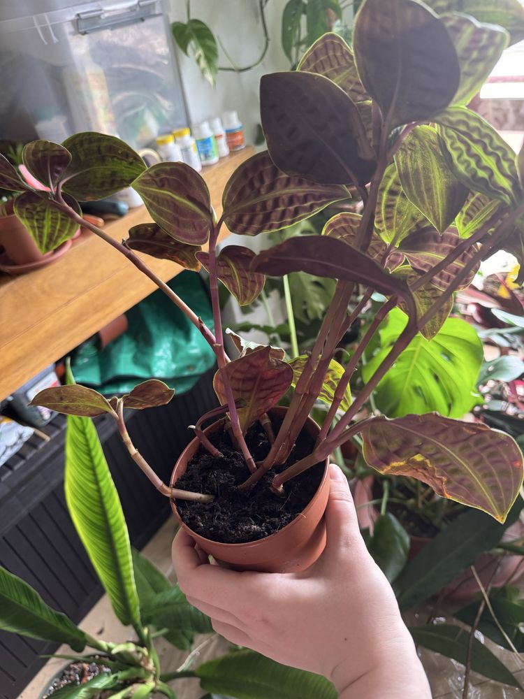 Plantas diferente
