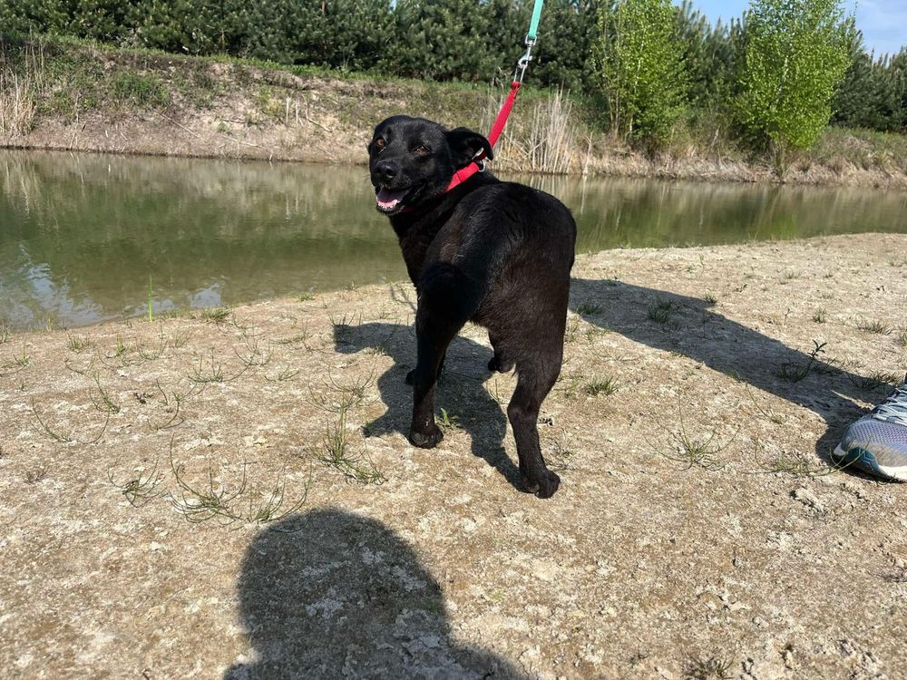 Maly uroczy samiec Kleszczyk do adopcji!