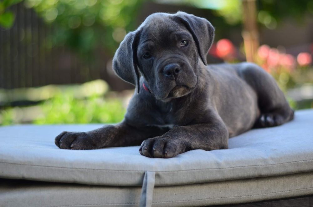 Щенки VIP породні КСУ