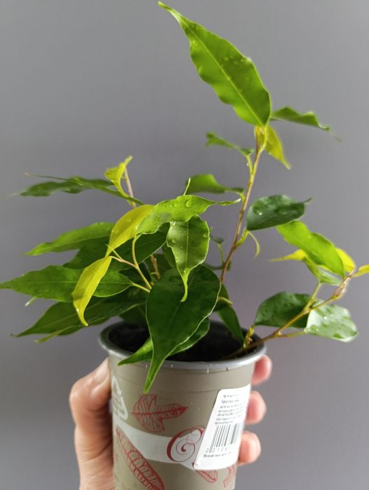 Фікус Бенджаміна Неон,молоді рослинки