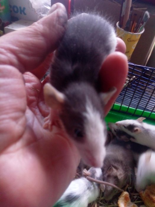 Крисята, декоративні криски, домашні щурики