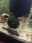 Ancistrus  macho preto