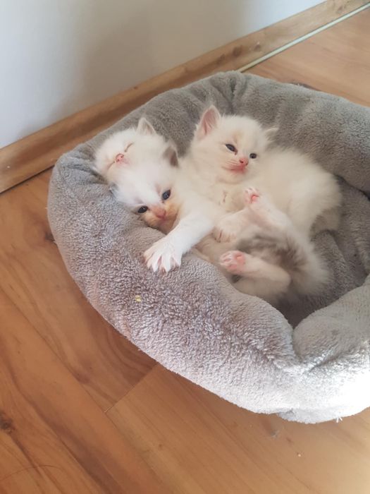 Ragdoll kocięta z domowej hodowli – rodowód FPL, zachipowane.