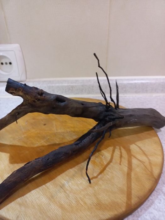 Анубіаси на корчах.