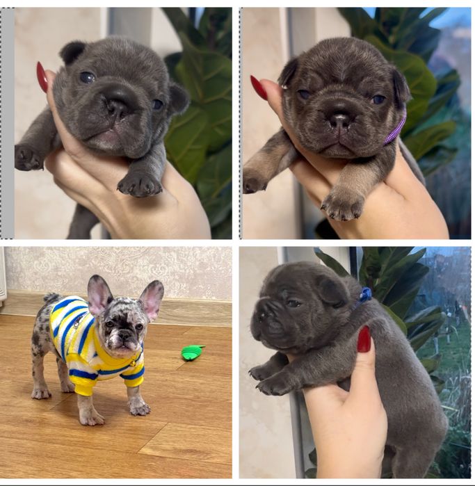 Милі непосиди чекають на відповідальних батьків