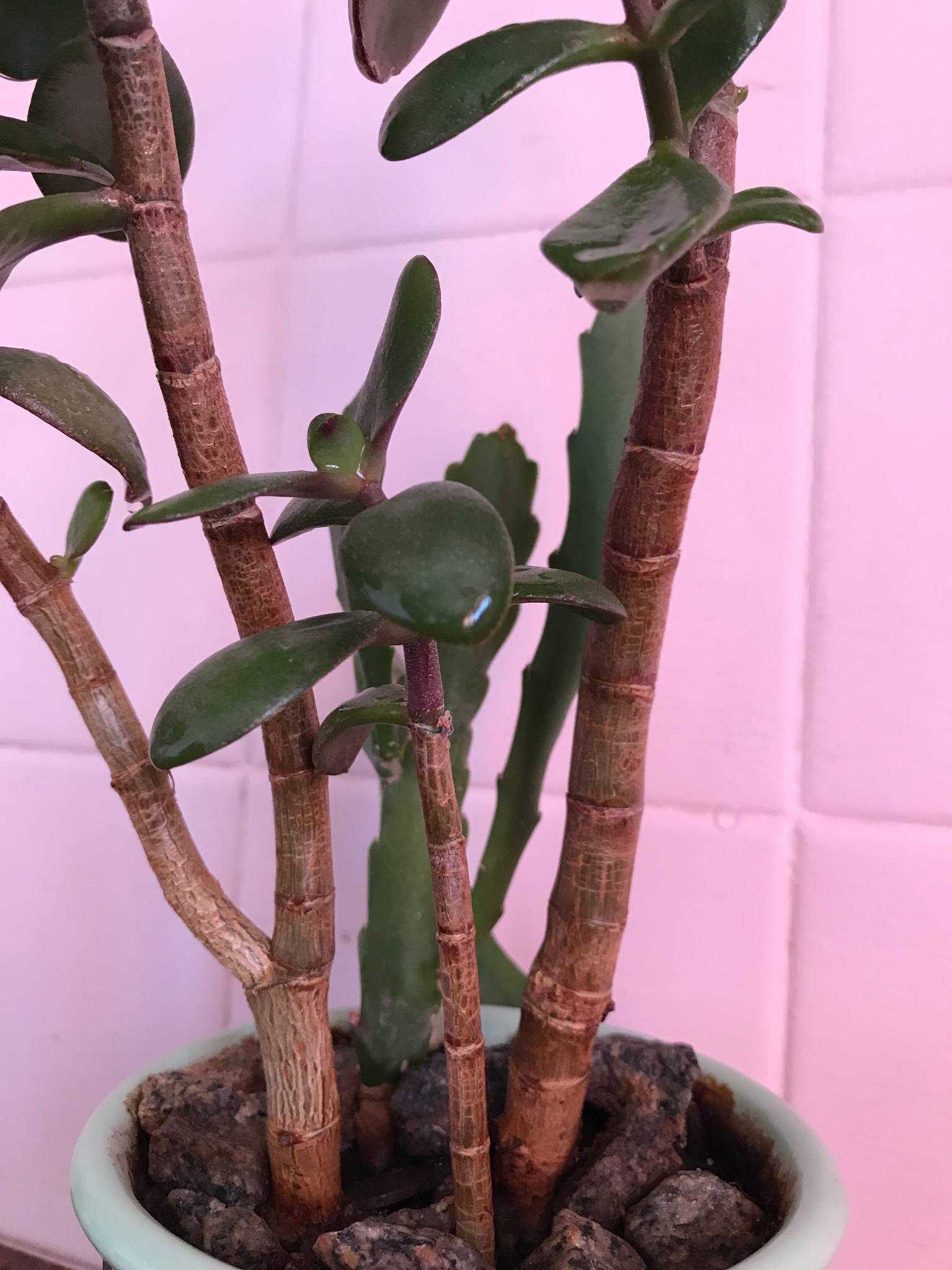 Толстянка денежное дерево (Crassula ovata)  3шт. растение вазон