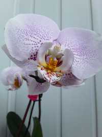 Орхідея стандарт з величезними квітами