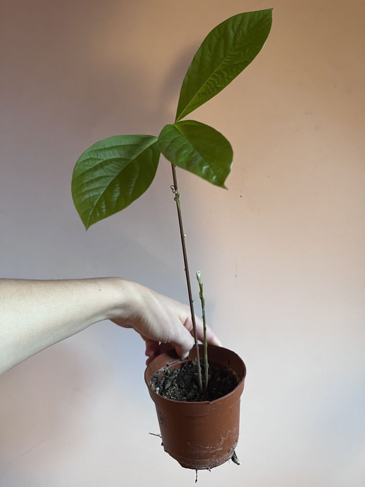 AVOcado roslina na sprzedaz 5 sztuk