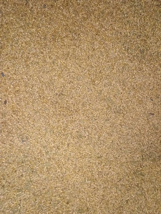 Sprzedam jęczmień, pszenice, owies