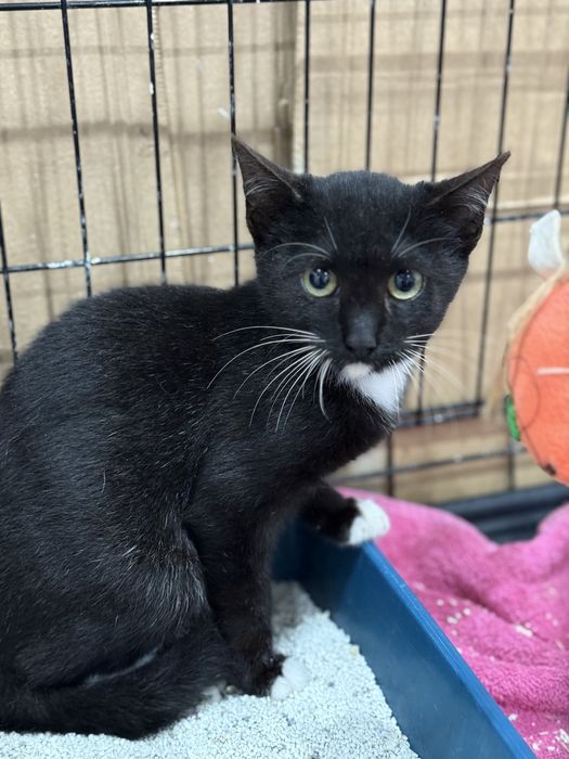 Gatinho macho 3 meses