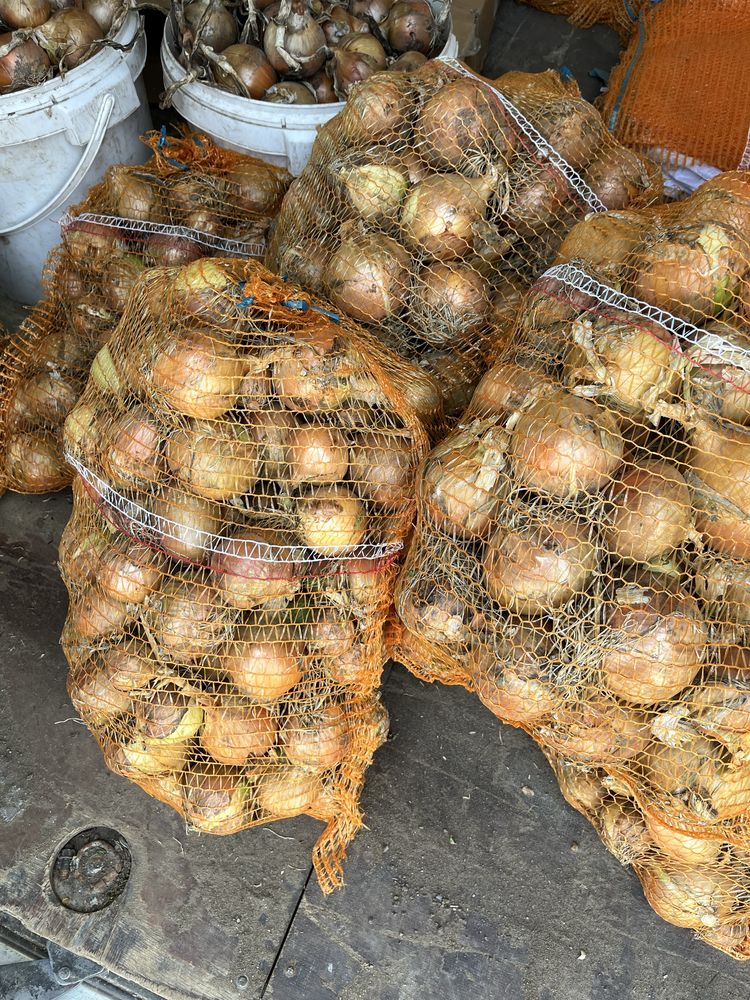 Sprzedam cebule zimowa