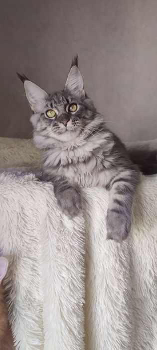 Крупна блакитна дівчинка мейн-кун