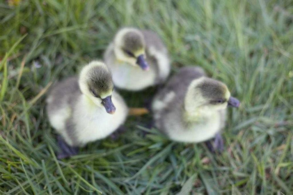 Gęsi na wagę kołudzka, landes, kubańska
