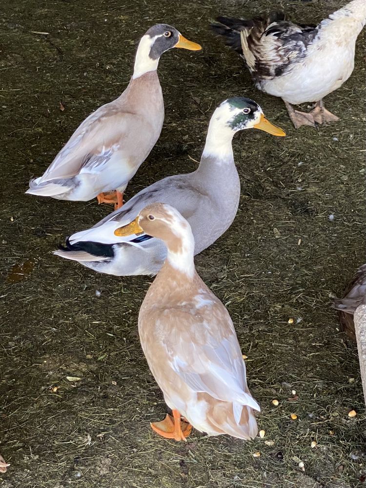 Patos ornamentais de varias raças