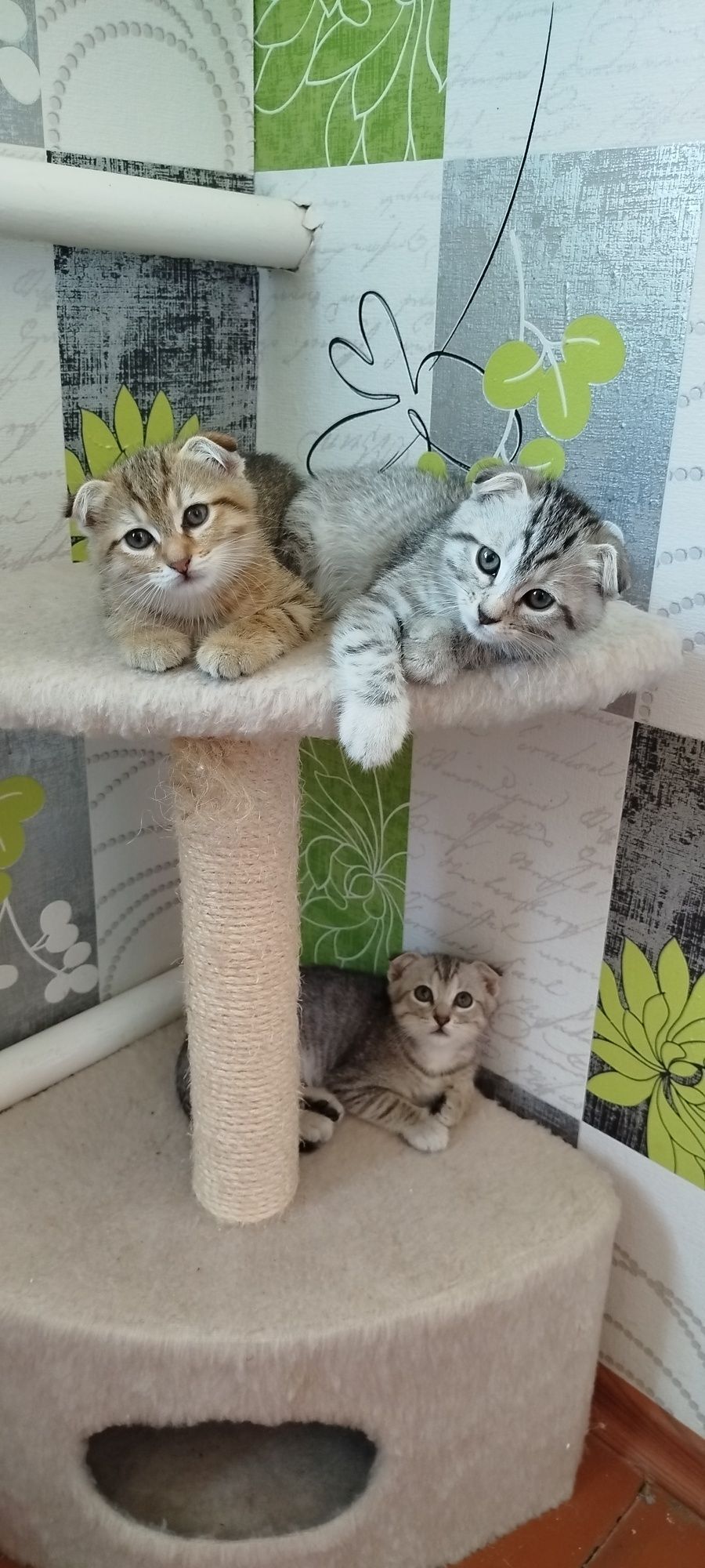 Кошенята котята шотландські