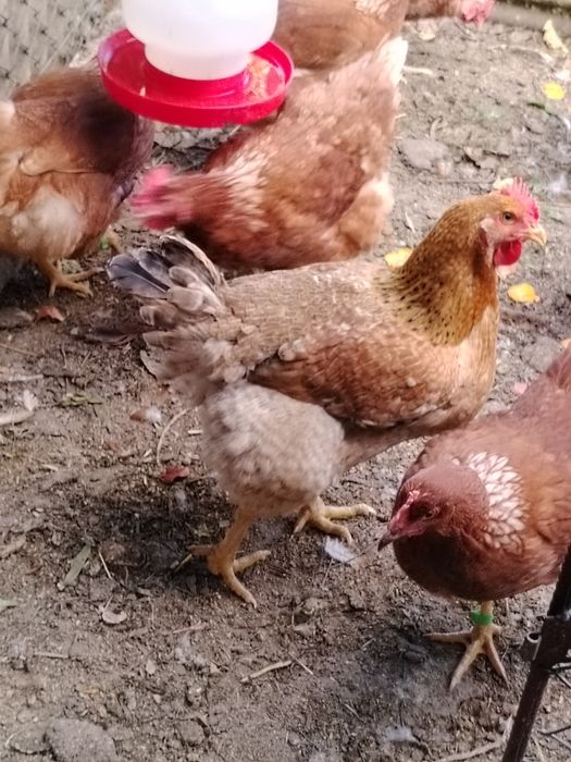 Galinhas /Ovos caseiros