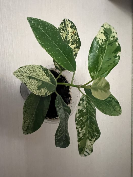 Фікус рубігіноза