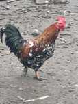 Sprzedam kogutyy