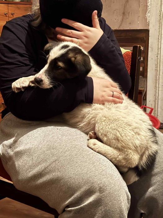 Dwa szczenięta suzki do oddania