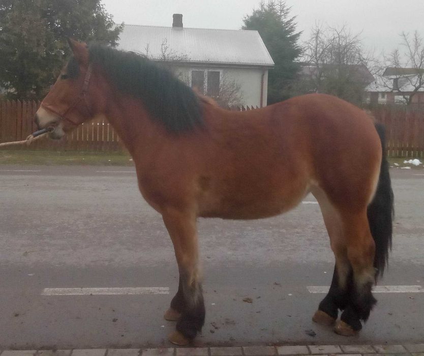 klacz zimnokrwista źrebica zimnokrwista PKZ księga główna