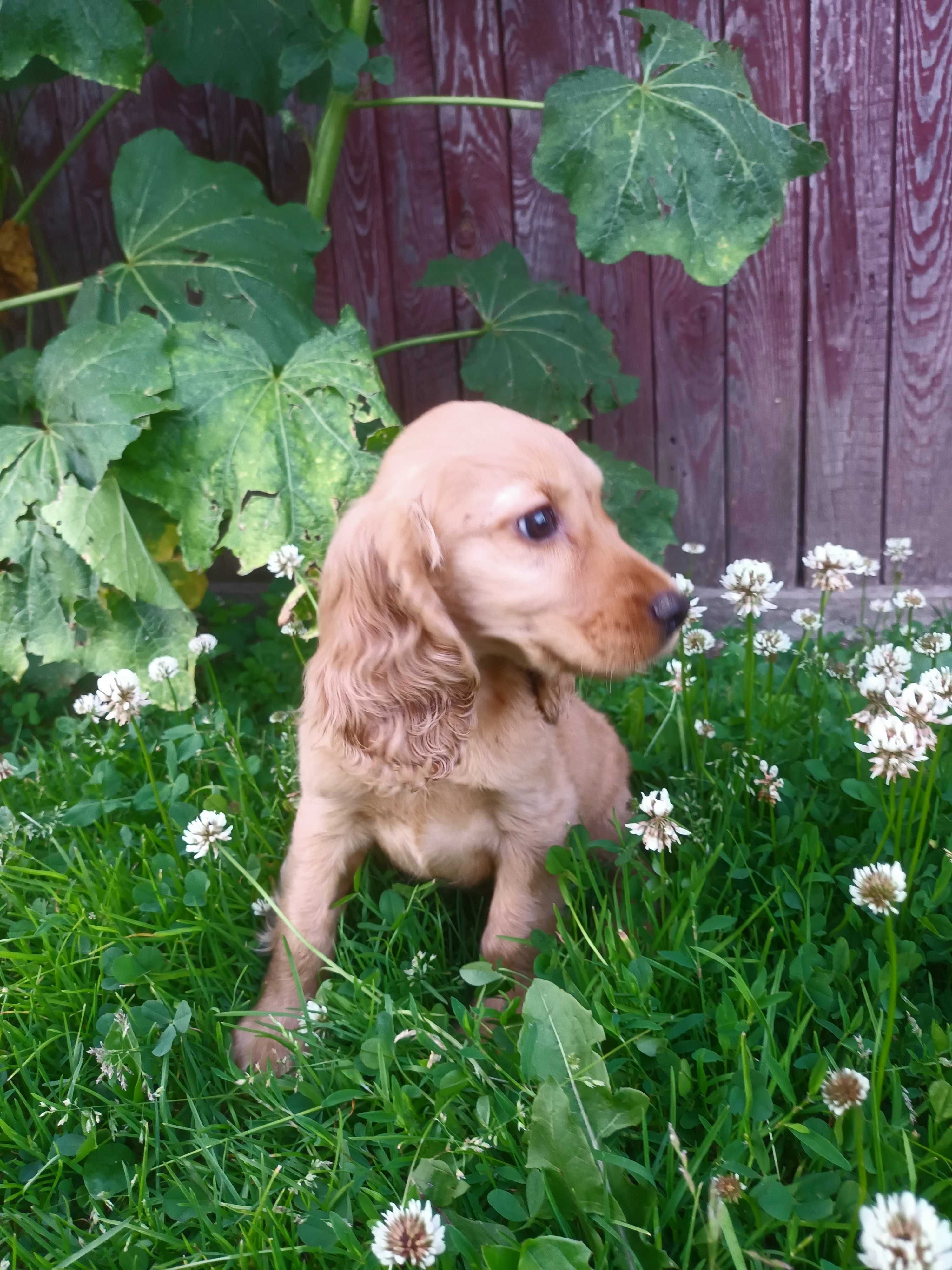 Cocker spaniel szczeniak gotowy do odbioru