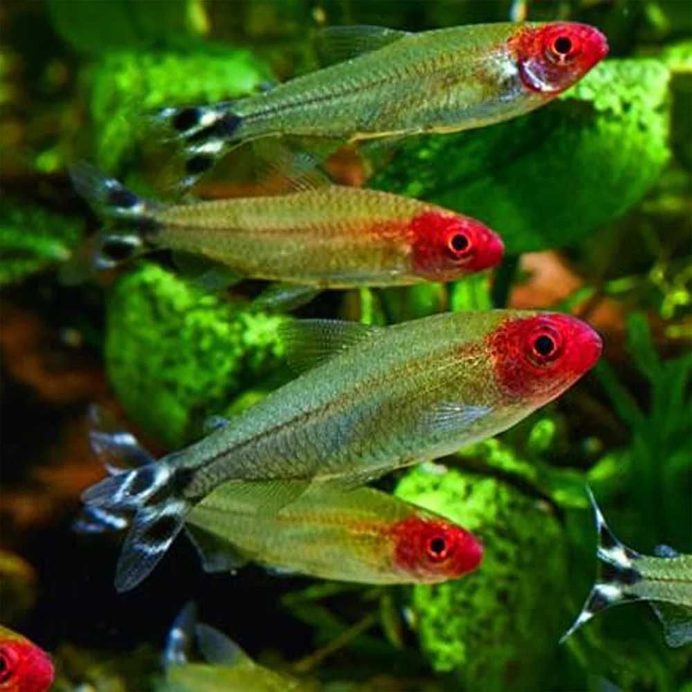 Rodostomus  ryba spokojna l-lawicowa