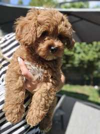 Cavapoo / red chłopiec