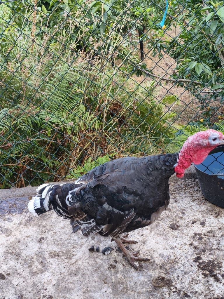 Vendo casal de perus