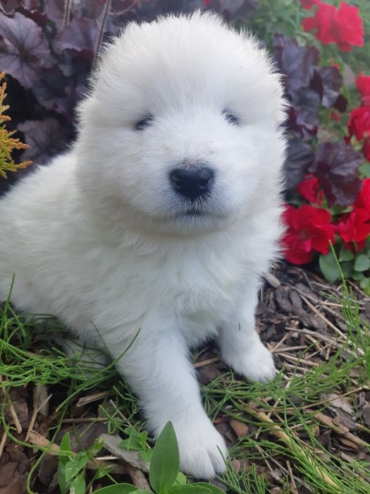 Samoyed szczeniaki FCI suczka