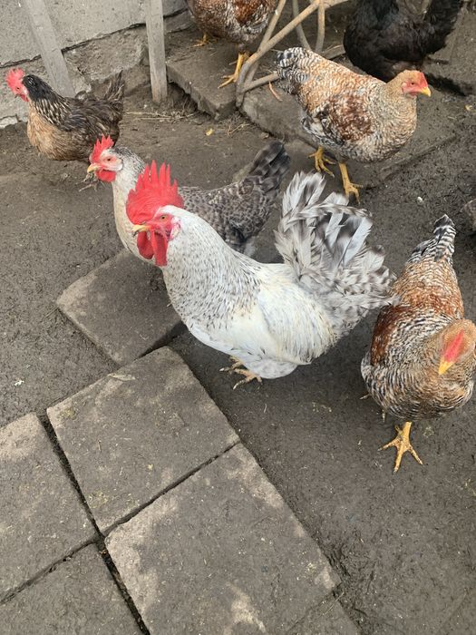 Продам кури бірківська барвиста.