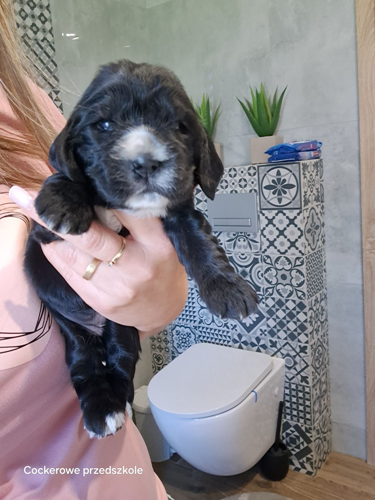 Cocker spaniel angielski