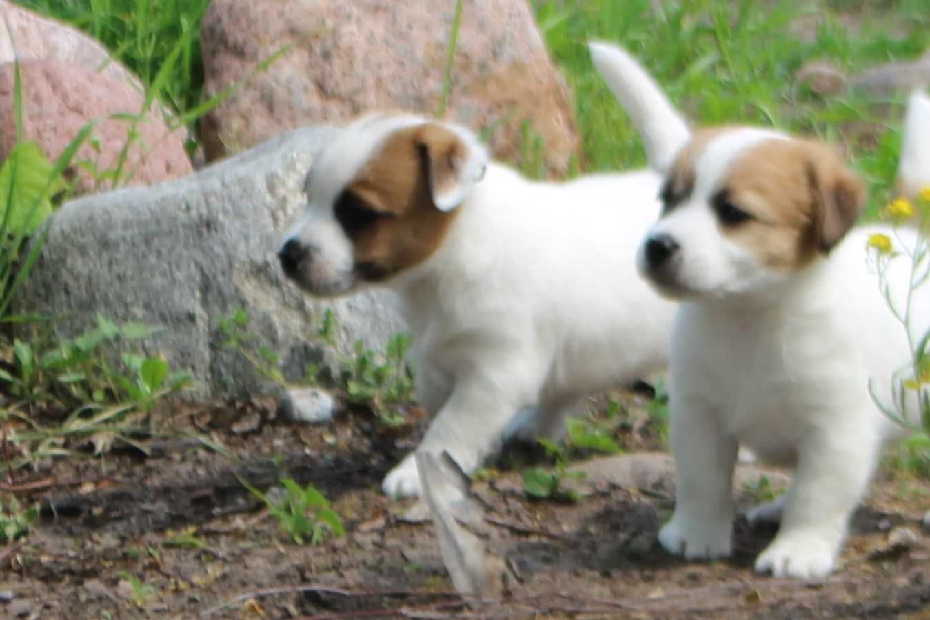 Jack Russell Terrier ZKwP/ FCI, piesek tricolor