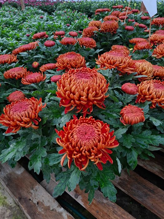 Sprzedaż chryzantem Kożuchów i Strzyżów