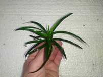 Eriocaulon Taiwan na 2 plan . Hodowla podwodna Gratisy.