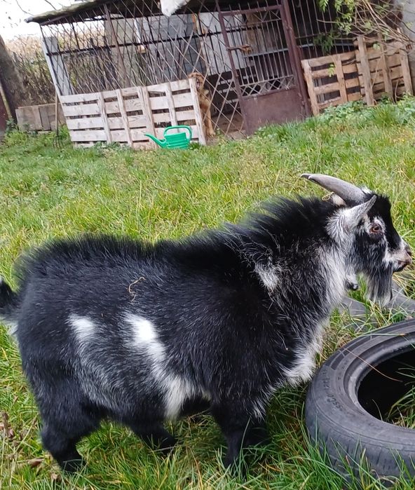 Kozioł miniatura 8 msc