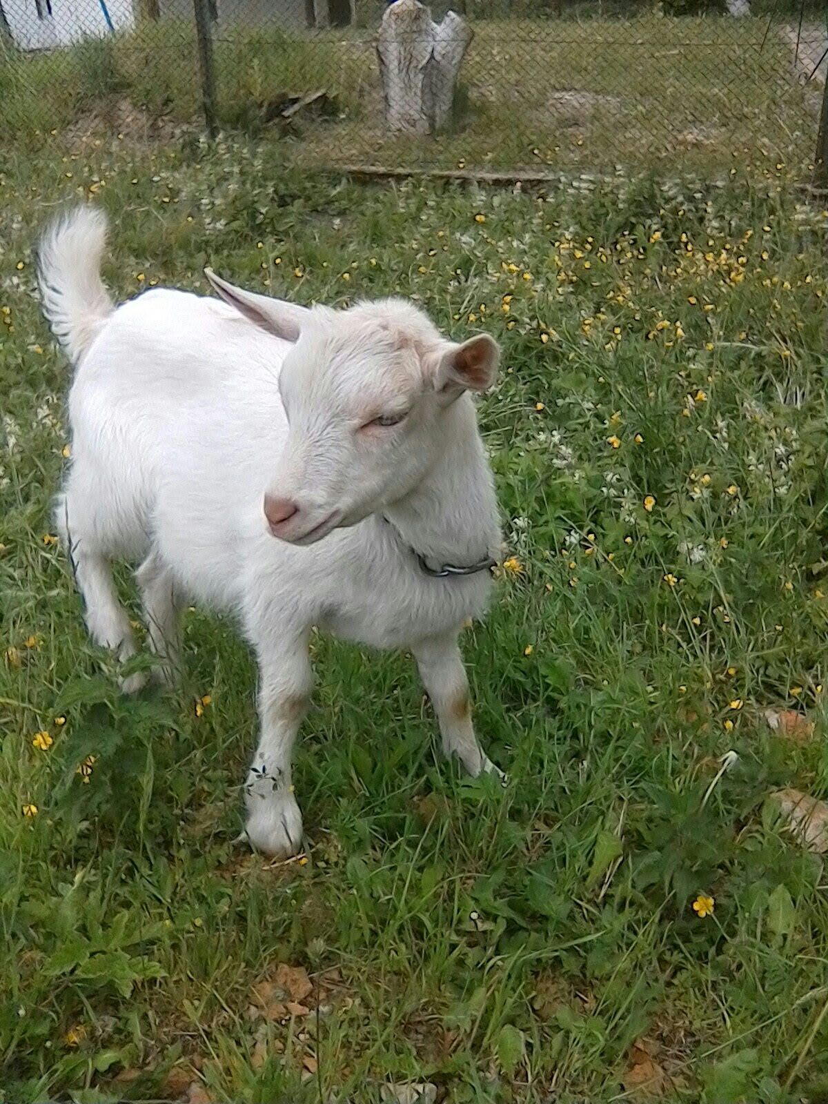 Продам козенята і дійні кози