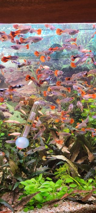 Witam sprzedam glupiki