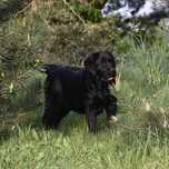 Labrador Retriever szczenie z rodowodem ZKwP, FCI Badania Genetyczne