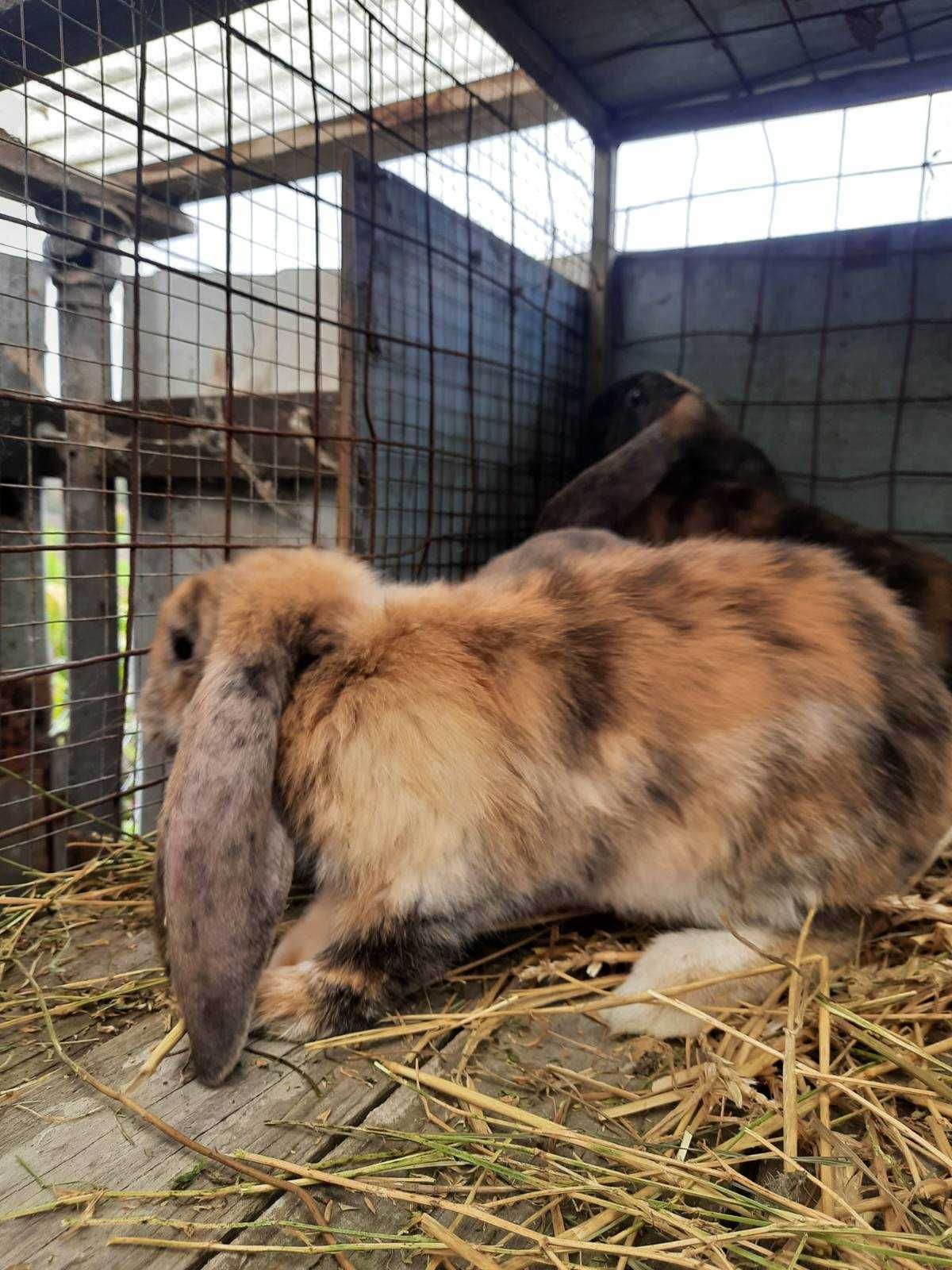 Продам гарних кроликів, ціна договірна