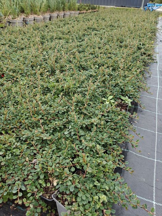 Irga płożąca w doniczce, Streib's Findling, Variegatus