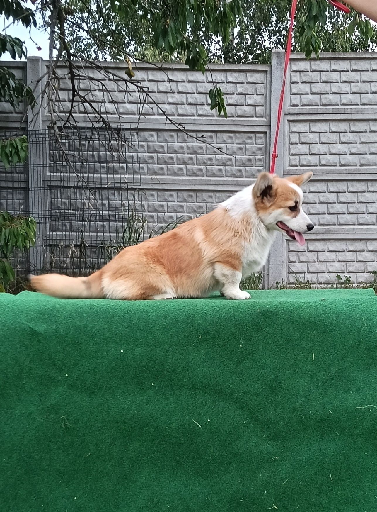 Śliczny chłopczyk corgi ZKwP FCI