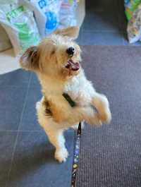Особенный пёс Димка метис породы Китайской хохлатой, вес 9 кг, слепой.