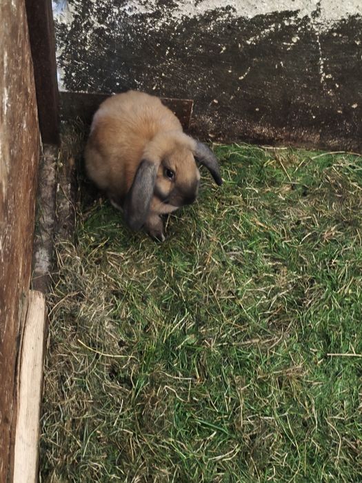 Króliki młode z własnej hodowli